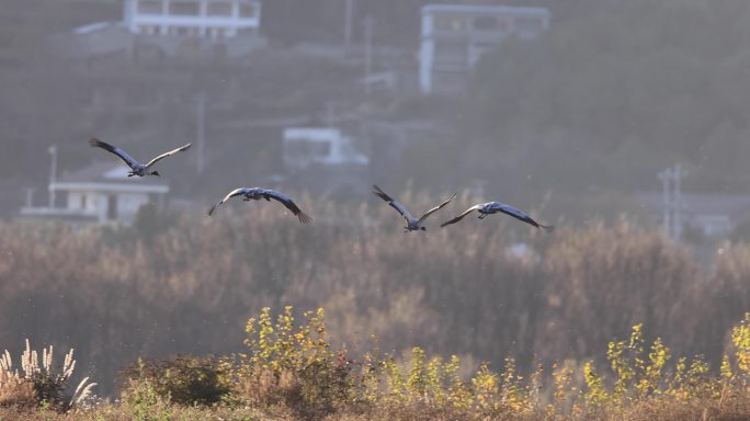 秋季的黑颈鹤飞行的慢动作视频