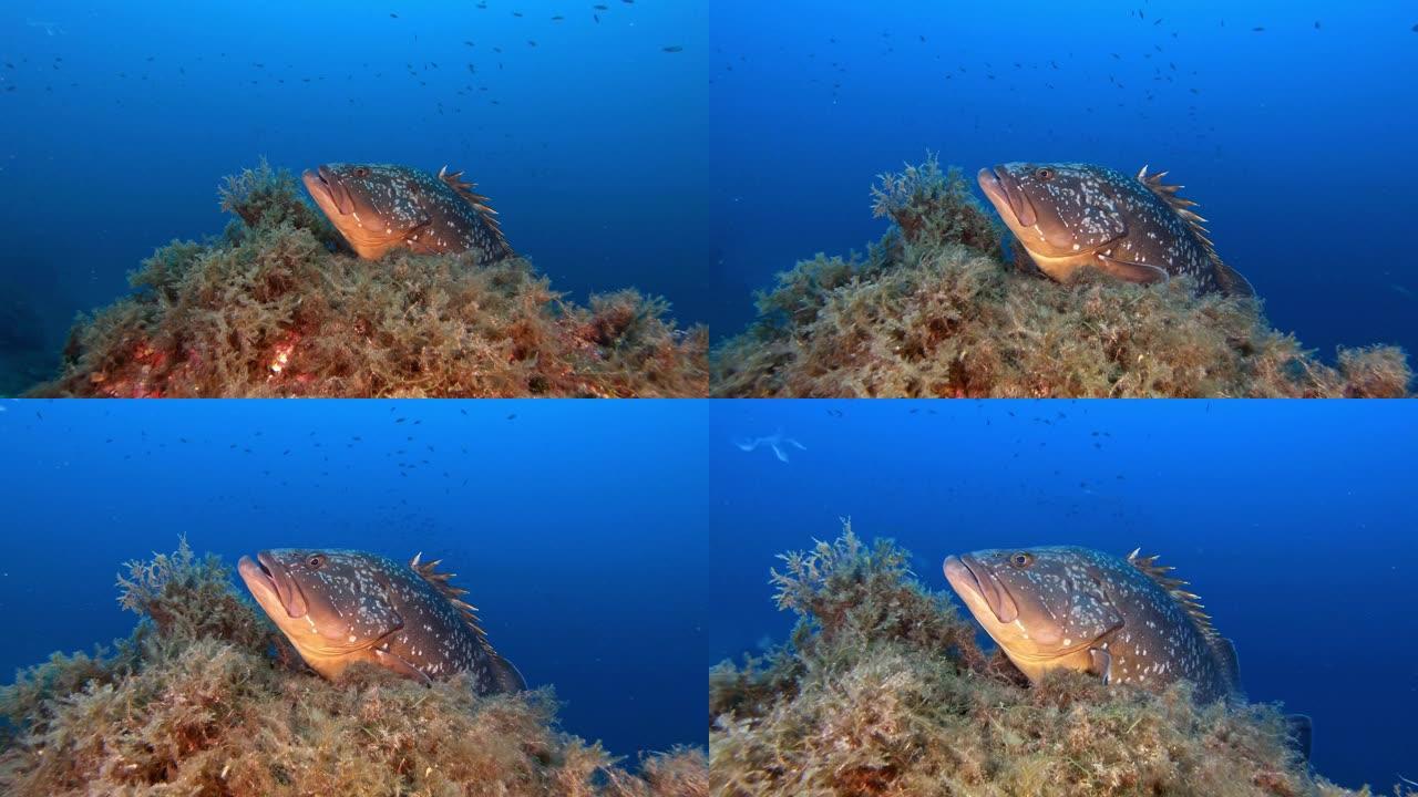 地中海珊瑚礁中的石斑鱼