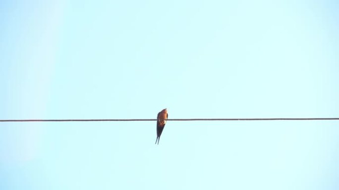 燕子在蓝色背景的电线上，独自坐在电线上的鸟