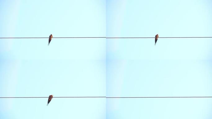 燕子在蓝色背景的电线上，独自坐在电线上的鸟
