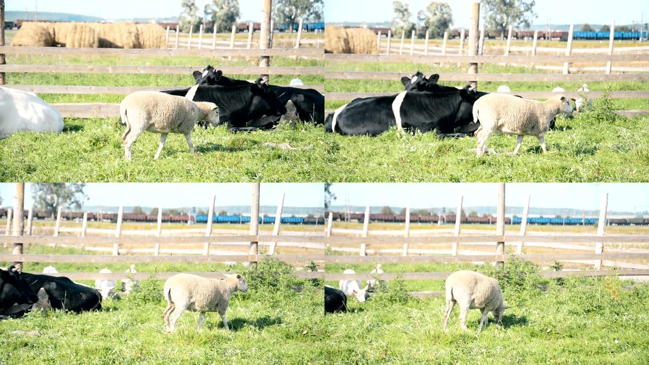 草地上的农场动物，山羊和牛