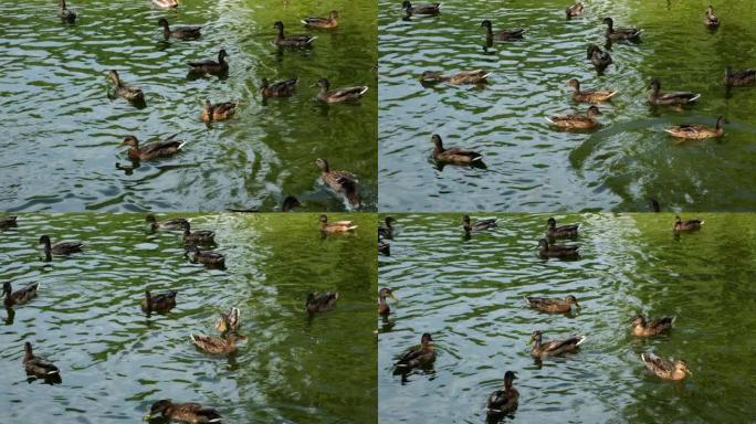 野生鸟类在它们的栖息地。鸭子在湖上游泳的运动。漂浮的鸟。一群鸭子在池塘的灌木丛中游泳