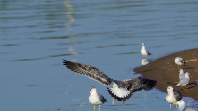 鸟幼大黑头鸥 (Larus ichthyaetus) 完成飞行并着陆。