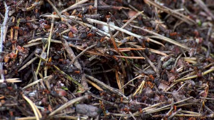 蚂蚁生活。在蚁丘挖洞。