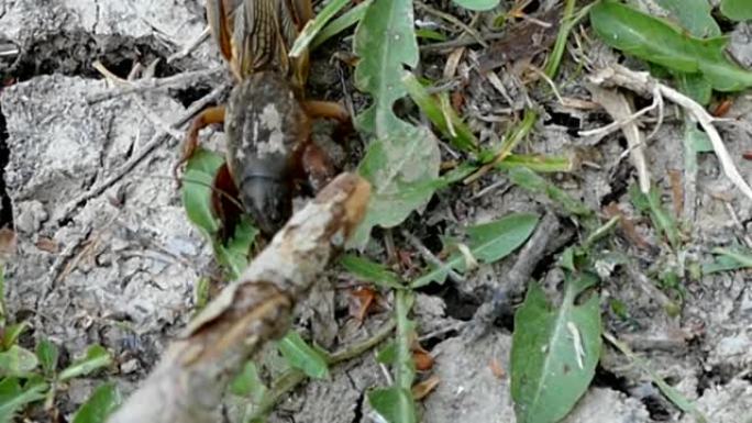 有毒昆虫Gryllotalpa，对农业有害的Gryllotalpa昆虫，