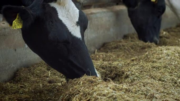 奶牛之家的奶牛-牛-牛棚动物养殖。奶牛在摊位里吃饭。乡下的牛棚。牛屋里有很多奶牛。农业