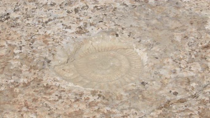 岩石中史前化石菊石的足迹
