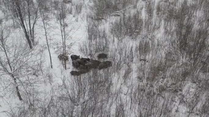 切尔诺贝利地区的野猪 (Sus scrofa)