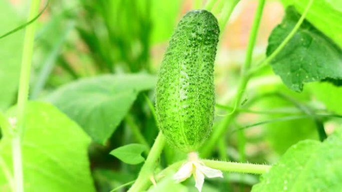 种植蔬菜的绿色黄瓜特写