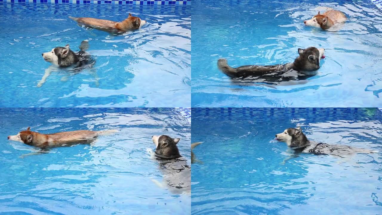 游泳狗