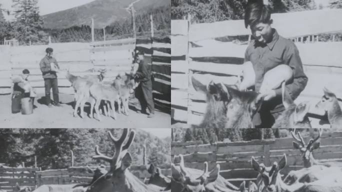 鹿场 养鹿 梅花鹿 农场 5060年代