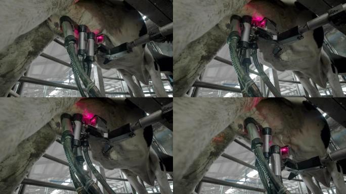 现代挤奶机的自动化过程。用激光扫描奶牛的乳房以牛奶。牛屋里有很多奶牛。农业