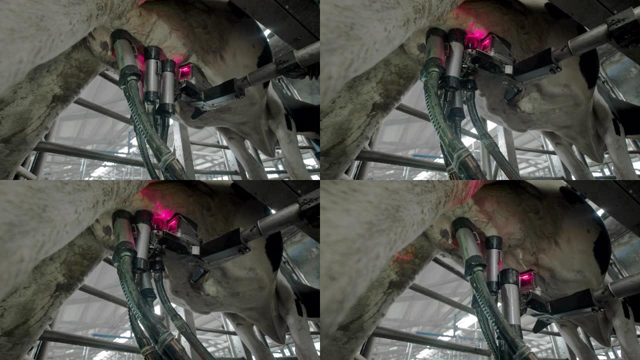 现代挤奶机的自动化过程。用激光扫描奶牛的乳房以牛奶。牛屋里有很多奶牛。农业