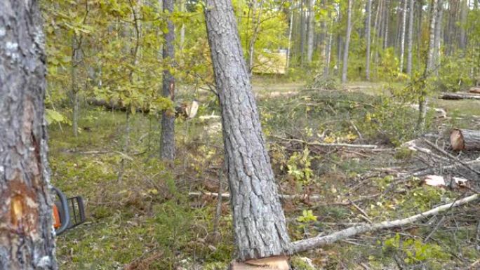秋季森林老树的专业砍伐和清洁