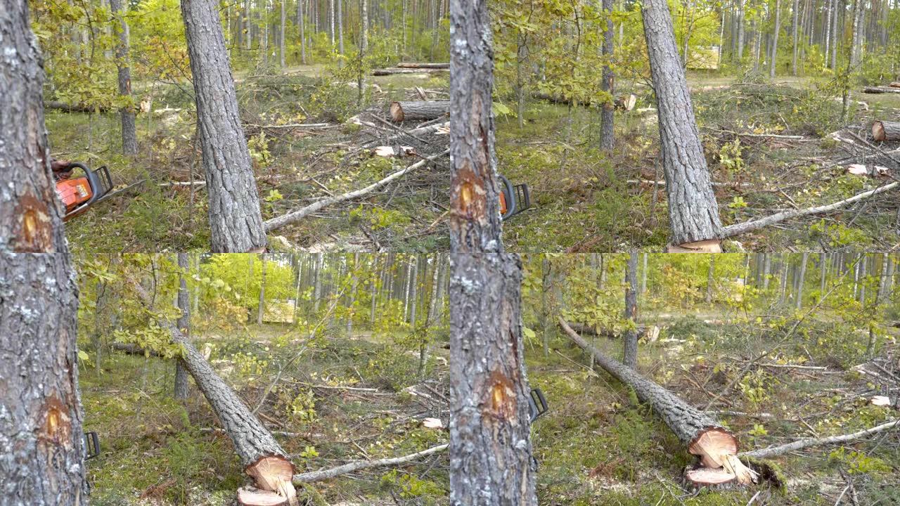 秋季森林老树的专业砍伐和清洁