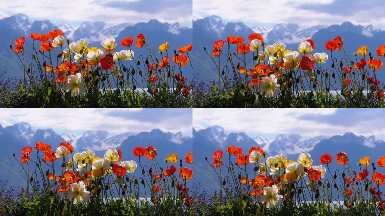 五颜六色的罂粟花对抗瑞士的高山和日内瓦湖。蒙特勒的路堤