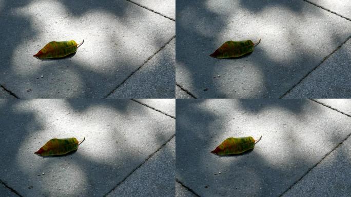 地板上有树荫的叶子