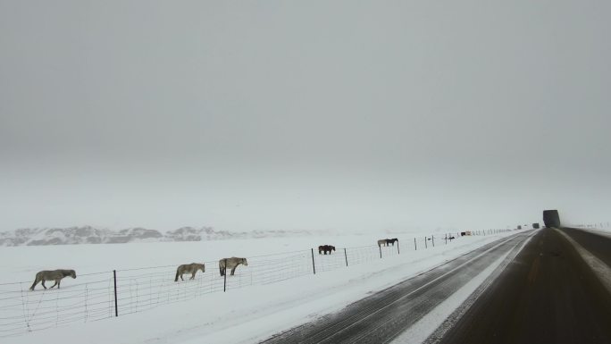 西藏旅游317国道车窗外白雪皑皑牧民马匹