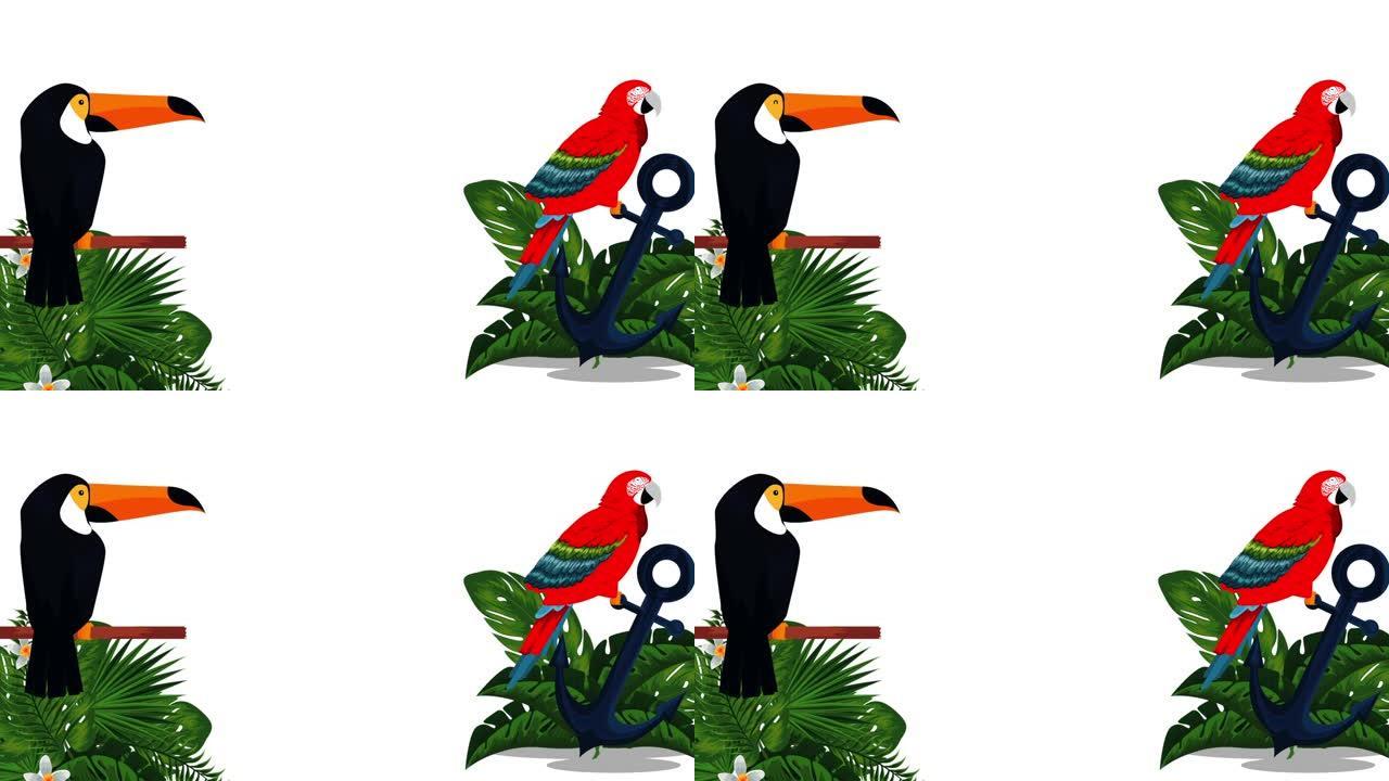 异国巨嘴鸟和帕帕加约叶子动画