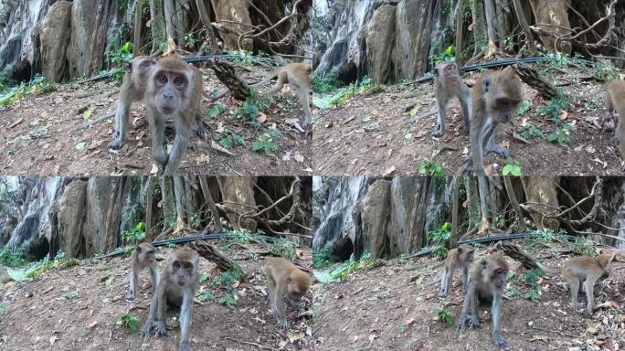 猴子试图抓住相机，用爪子伸手去拿。附近还有两只猴子。一个是吃饭。