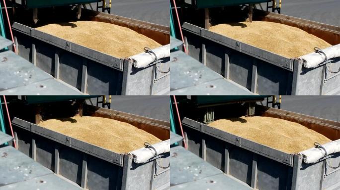 收集大麦谷物以进行质量控制或分析，面包产品的工厂，制粉和饲料工业的企业