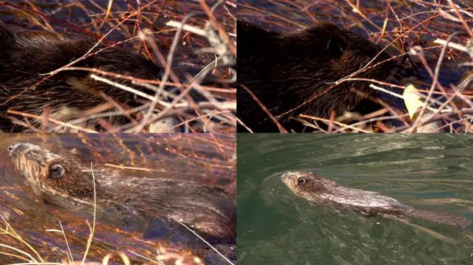 海狸游泳吃柳树皮南普拉特河沃特顿峡谷利特尔顿科罗拉多州
