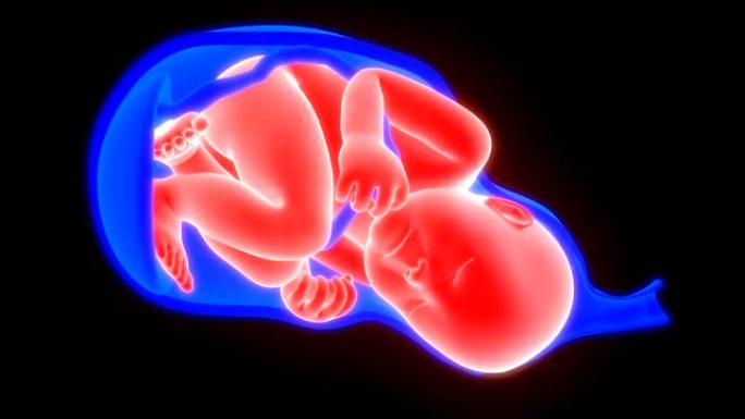 分娩和阴道分娩解剖