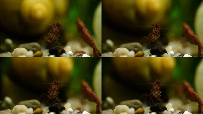 水族馆中的红虾在贝壳和藻类中吃红虫