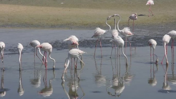 一群较大的火烈鸟在日落时在阿联酋迪拜的水中寻找食物-“沙中头” (Phoenicopterus ro