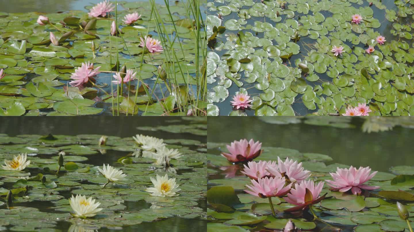 池塘睡莲 莲叶