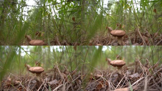森林里的蘑菇。蘑菇飞轮