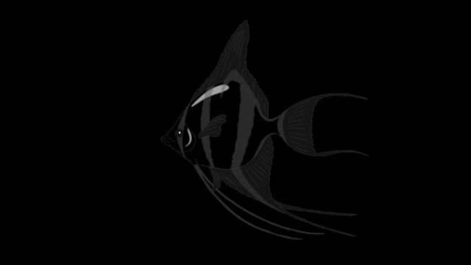 黑色天使鱼阿尔法哑光环形