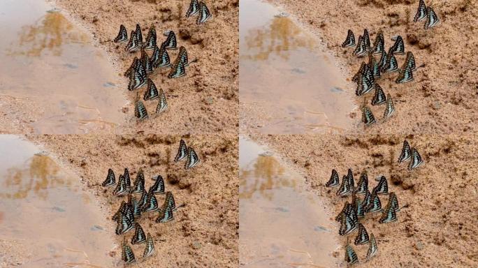 不同类型的五颜六色的蝴蝶人群在靠近小面积水域的土壤中吃东西，有些人在它们周围飞翔。