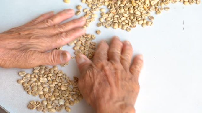 女人的手选择绿色生咖啡豆干燥后正在整理