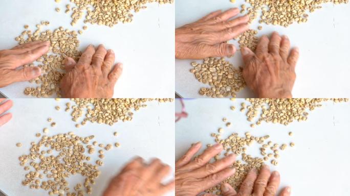 女人的手选择绿色生咖啡豆干燥后正在整理