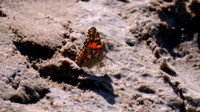 美丽的橙色翅膀蝴蝶坐在沙滩上的沙滩上