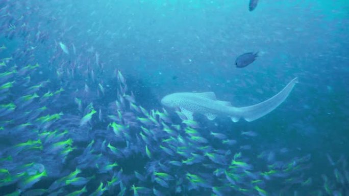 濒危物种豹纹斑马鲨 (Stegostoma fasciatum) 游过鱼群