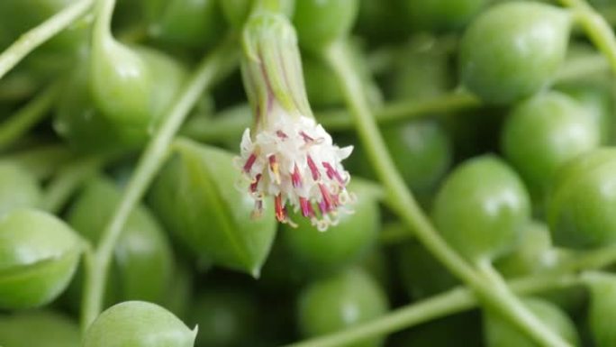 千里欧·罗莱亚努斯 (Senecio rowleyanus) 带花，被称为珍珠串或串珠