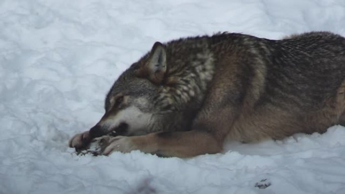 雪地里的灰太狼在森林里寻找食物，慢动作