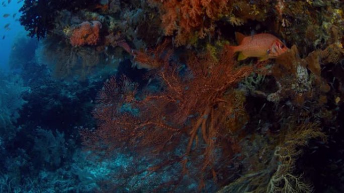 与印度尼西亚瓦卡托比的gorgonians一起在猩红色的珊瑚礁上进行跟踪拍摄