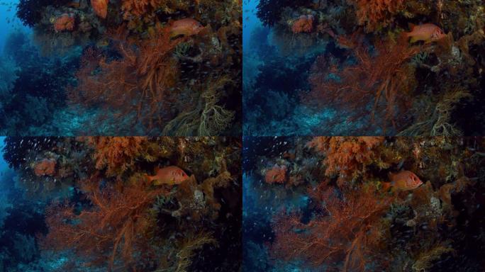 与印度尼西亚瓦卡托比的gorgonians一起在猩红色的珊瑚礁上进行跟踪拍摄