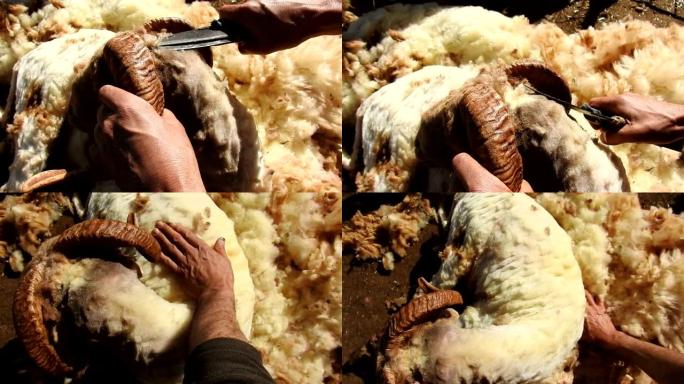 传统剪羊毛羊绒手艺工艺经典手艺