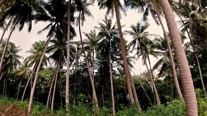 椰子树森林种植高树一排