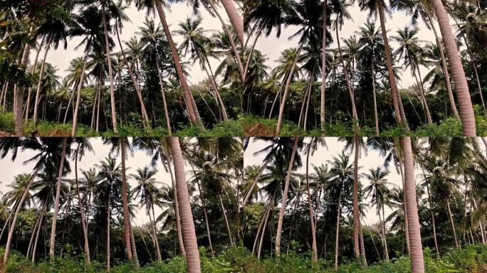 椰子树森林种植高树一排