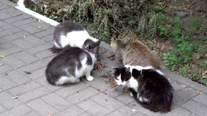 一群无家可归的五颜六色的猫在后院户外吃食物。他们恐惧地环顾四周。特写。从顶部看。4K。