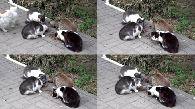 一群无家可归的五颜六色的猫在后院户外吃食物。他们恐惧地环顾四周。特写。从顶部看。4K。