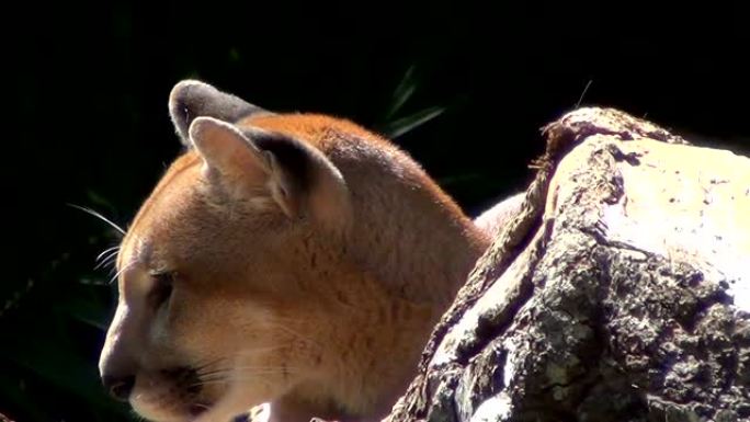 美洲狮 (Puma concolor) 头部特写。