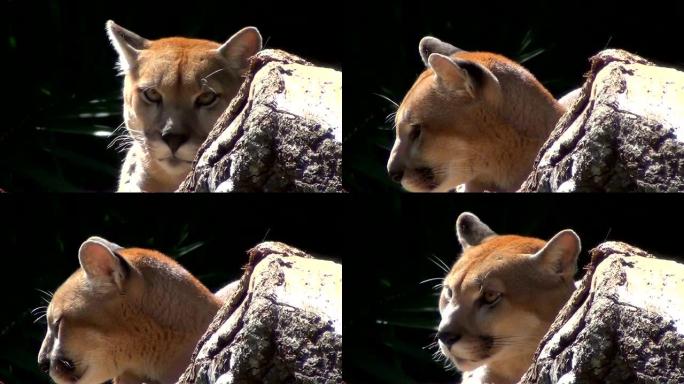 美洲狮 (Puma concolor) 头部特写。