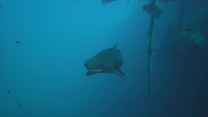 斑点参差不齐的齿鲨-沙虎鲨-正在沉船中游泳