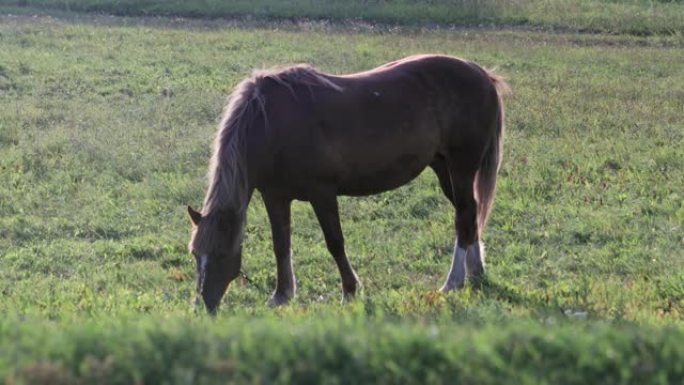 在夏天的草地上，枪口和后腿上有白色斑点的红马吃草，晚上在晴朗的天气里吃新鲜的绿草